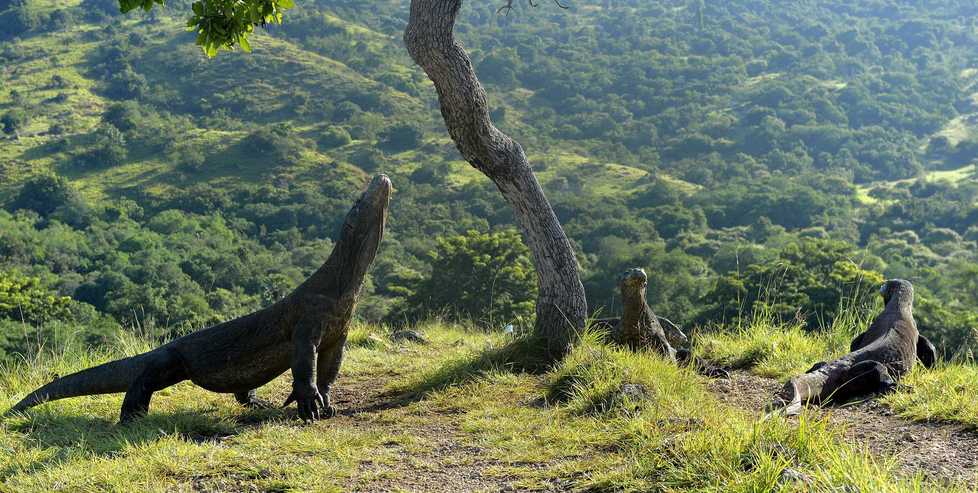 Komodo Island är full av drakliknande varaner. 