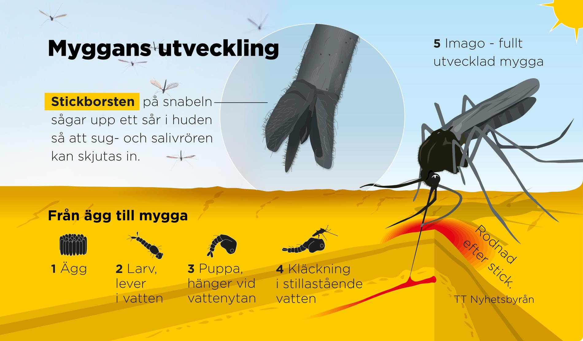 Myggor som trivs vid gravstenar och i barnleksaker väntas bli vanligare i Sverige.