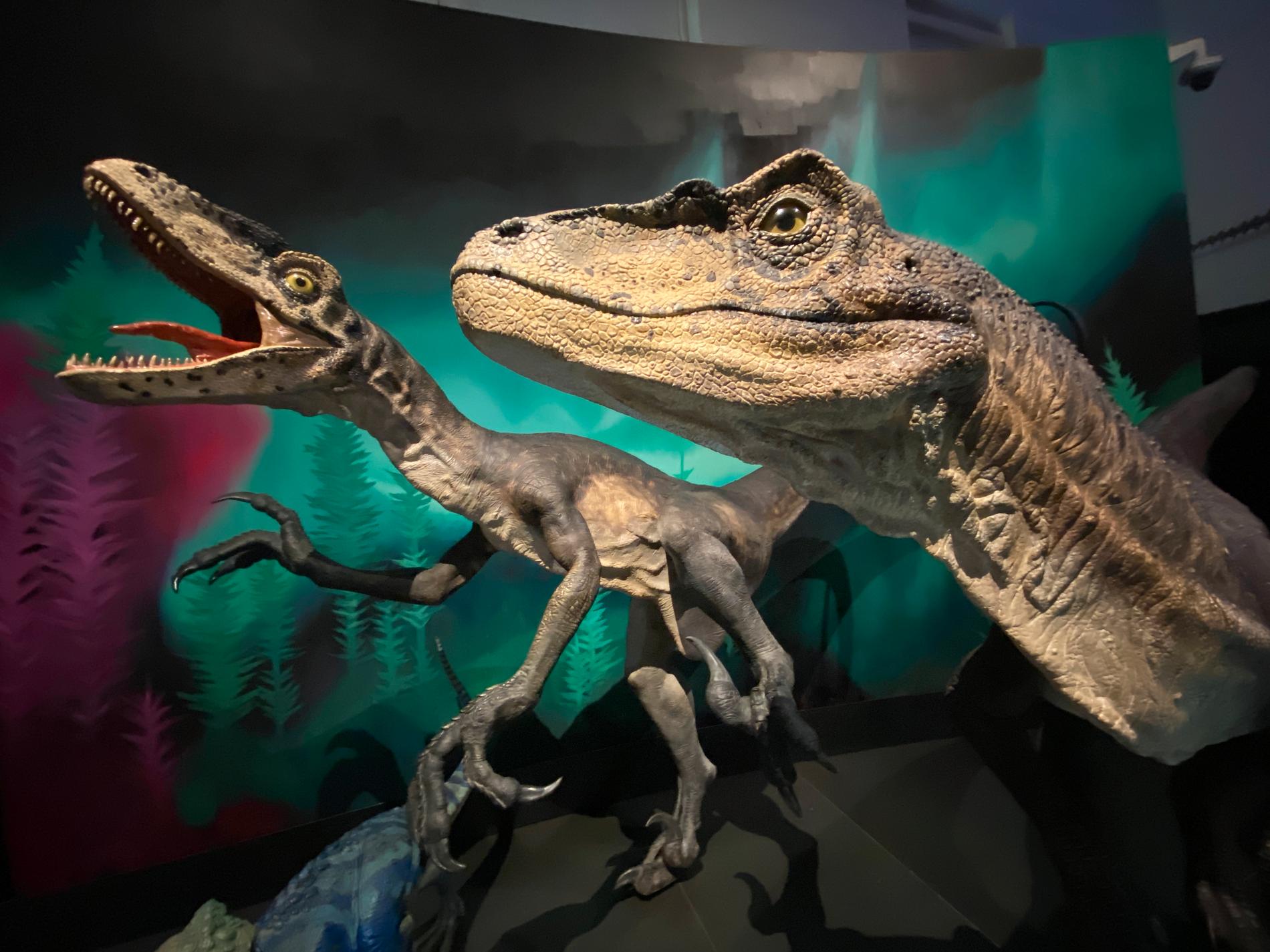 Dromaeosaurider kallas också för raptorer, och var en grupp köttätande dinosaurier. Ett exempel är velociraptor. Bilden tagen på Australian Museum i Sydney.