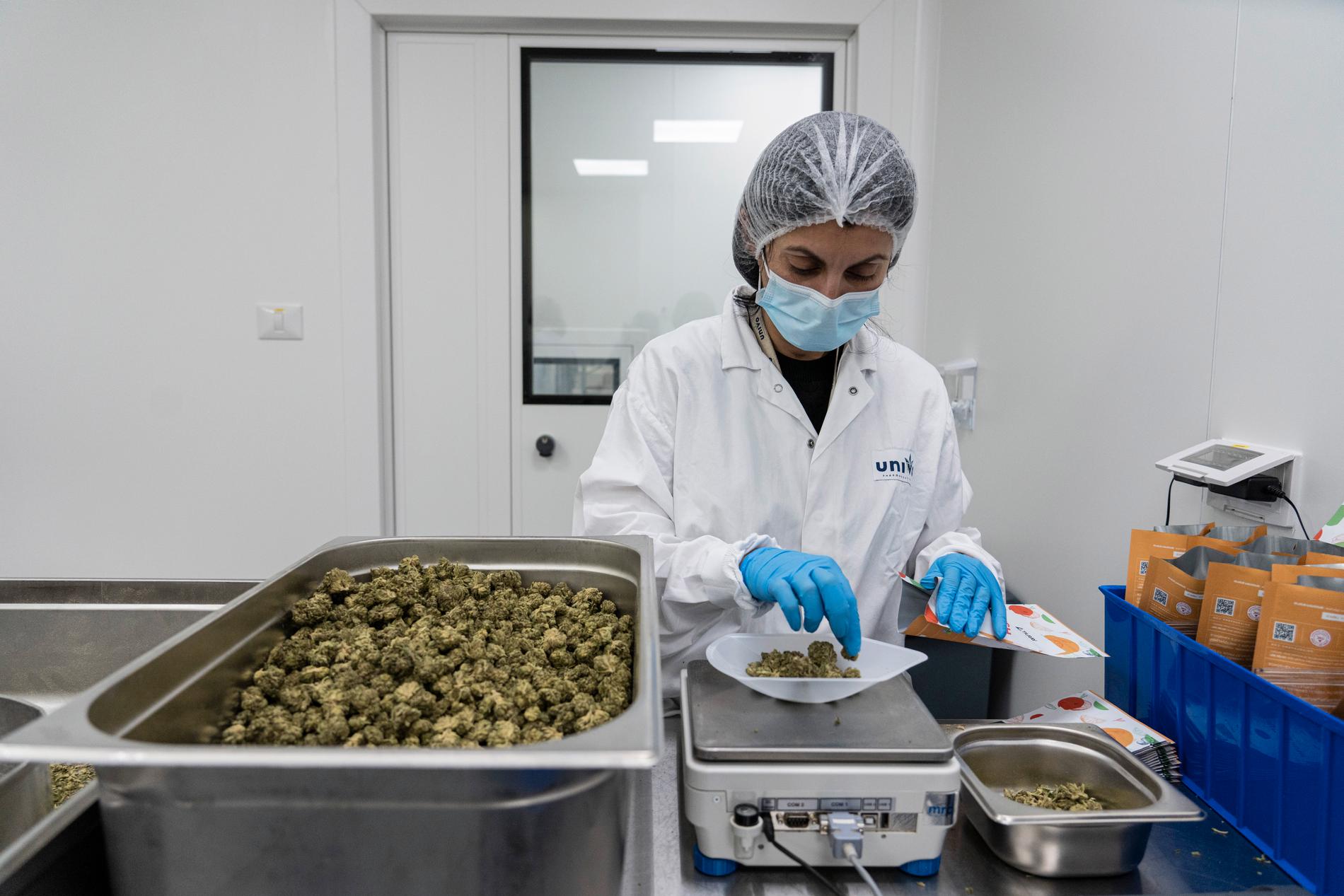 Medicinsk cannabis legaliseras från och med augusti i Schweiz. På bilden syns en arbetare på en fabrik för medicinsk cannabis i Israel. Arkivbild.