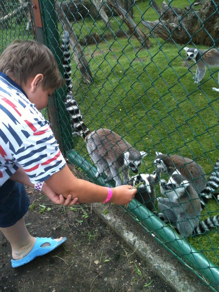 Lemurerna älskar maskrosblad. Det var kul, tyckte Daniel från Ballingslöv.