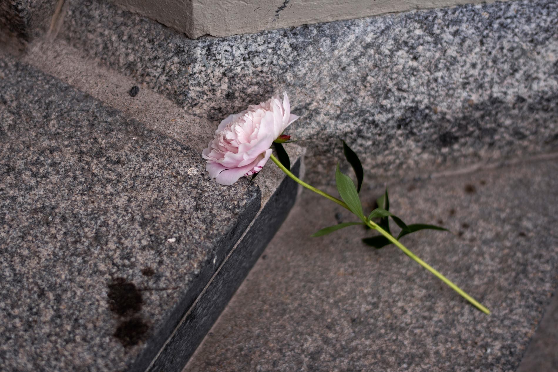 En blomma på trappen till Umeå stads kyrka i samband med en minneshögtid dagen efter den flygolycka där nio personer omkom.