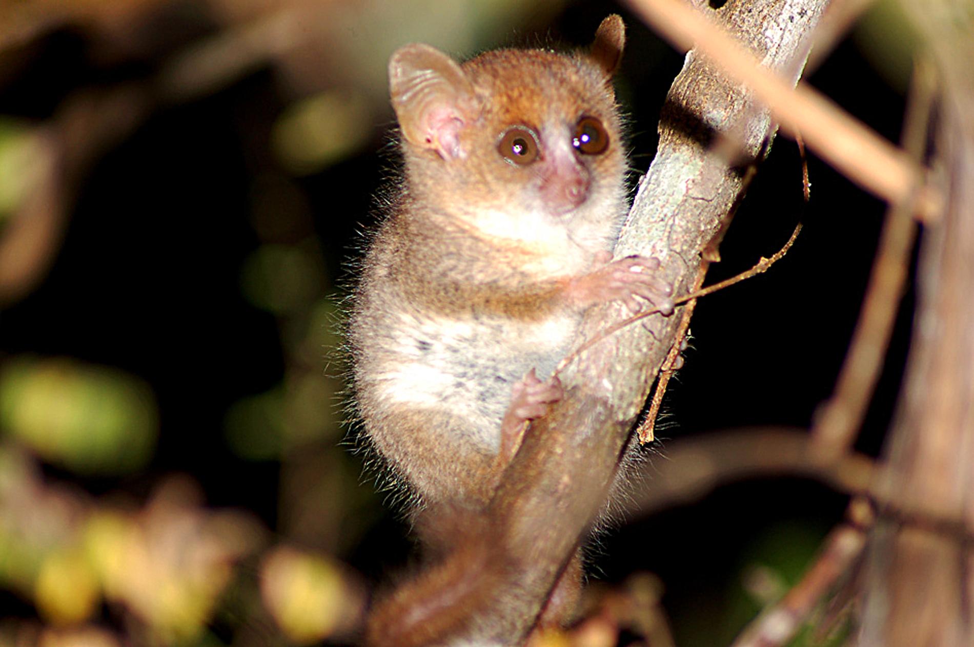 Madame Berthes musmaki väger bara 30 gram vilket gör den till världens minsta primat. Den finns bara inom ett mindre område på västra Madagaskar och klassas nu som akut hotad. Arkivbild.