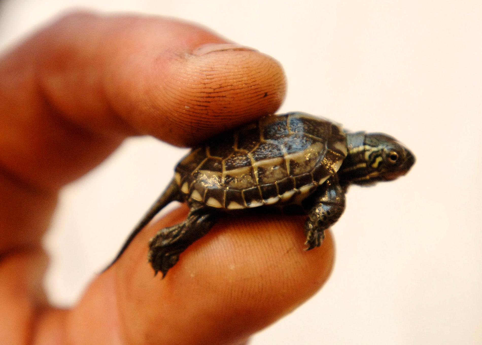 En gulbukad vattensköldpadda. Den, och flera andra arter, är inte välkommen i Sverige. Arkivbild.