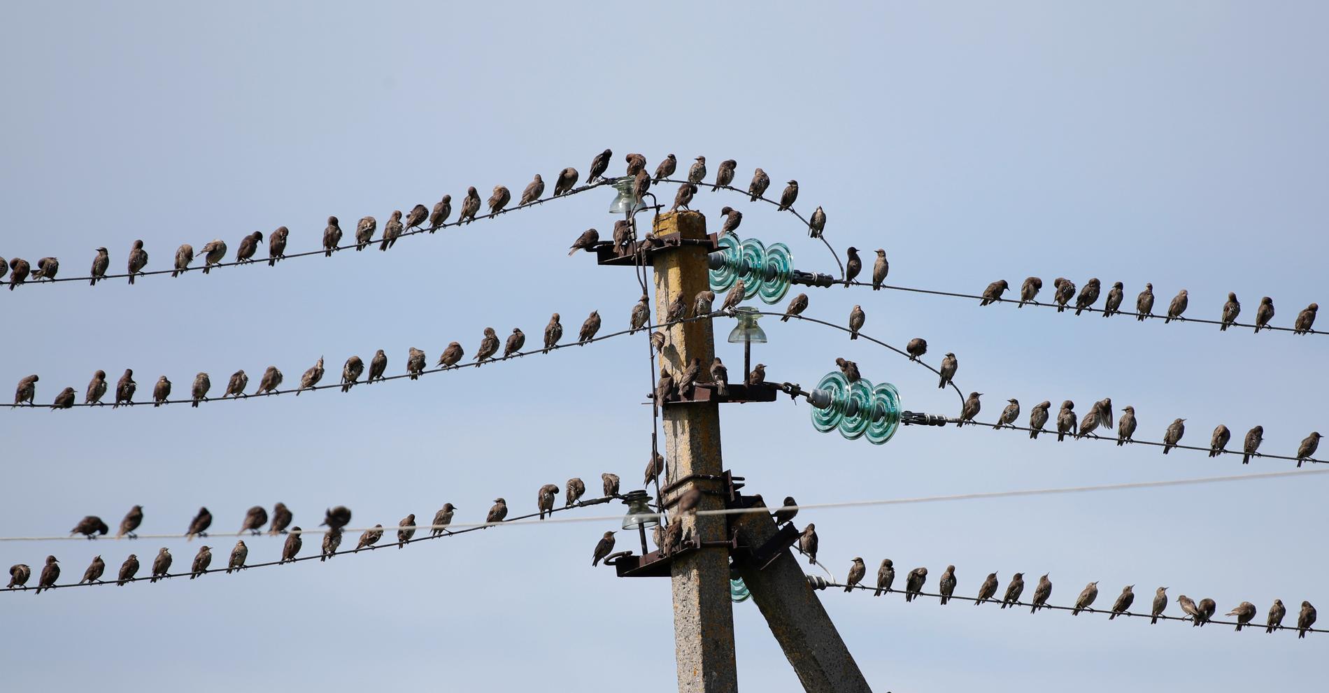 En flock starar sitter på kraftledningar. Arkivbild.