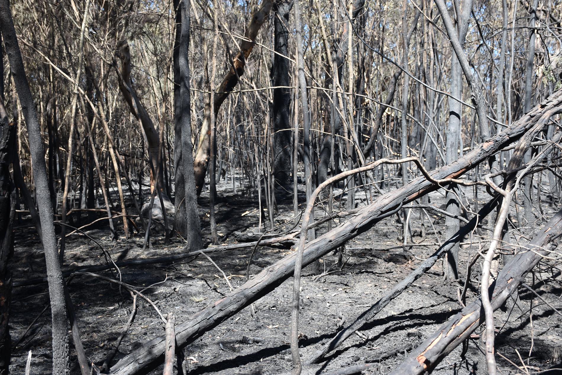Brandskadad skog efter en skogsbrand i slutet av 2019.