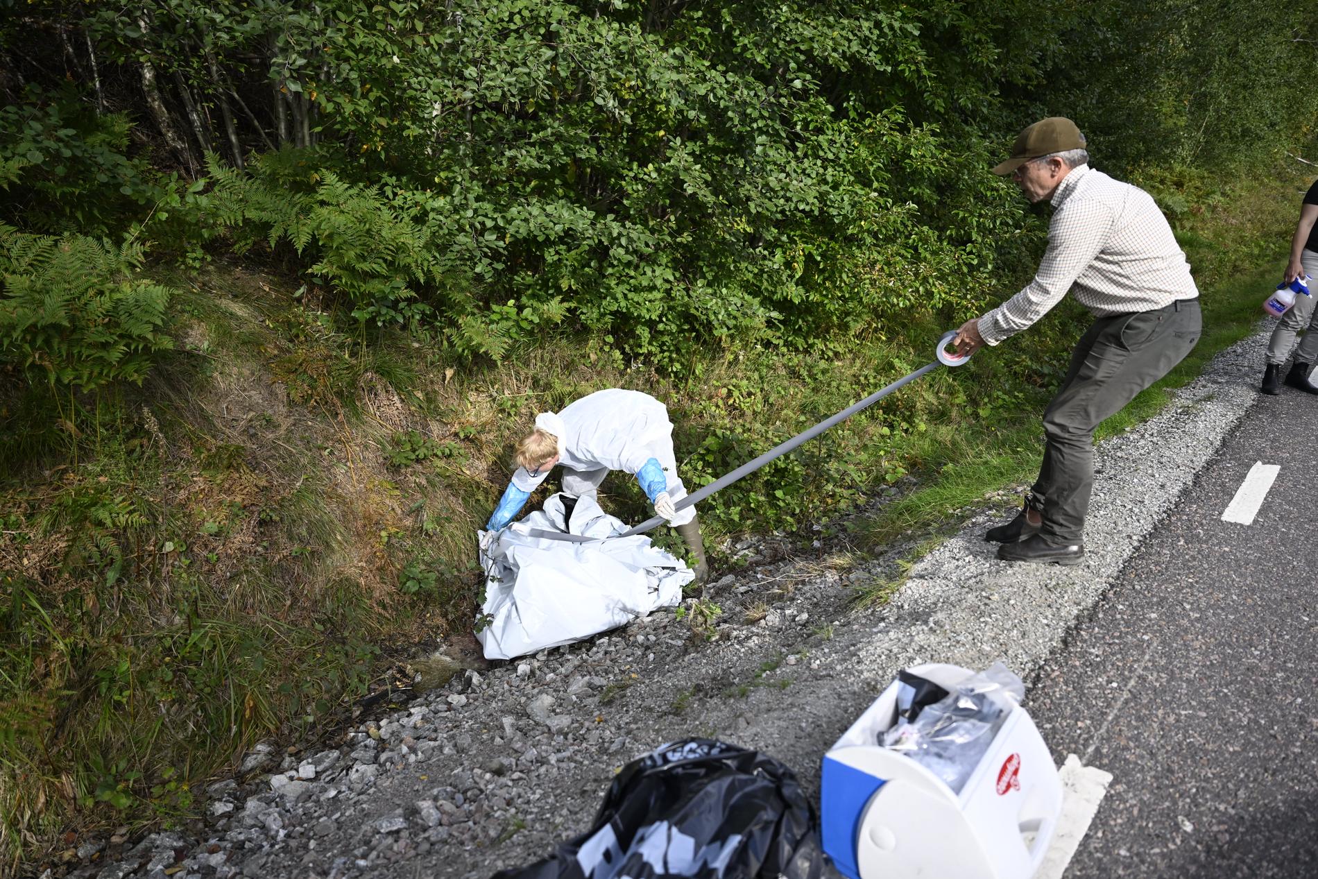 Personal från SVA tar prover från ett vildsvinskadaver som hittades utanför Fagersta. Bilden togs i fredags.