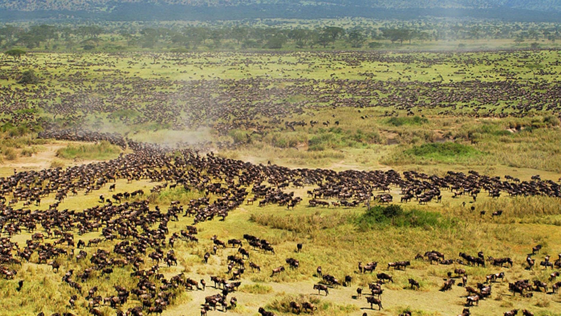 Det vilda djurlivet hotas i den vidsträckta Serengeti-parken, menar naturvänner.