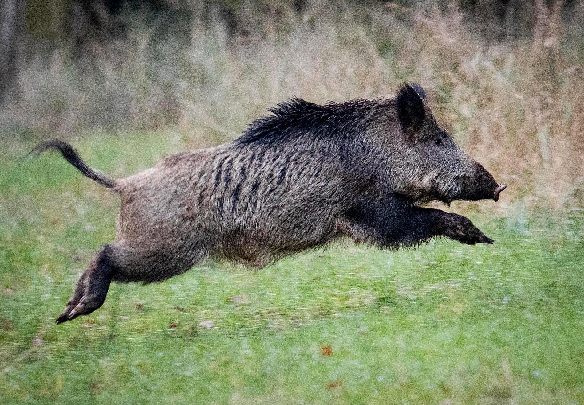 Flera fall av afrikansk svinpest har upptäckts hos vildsvin i Tyskland. Arkivbild.