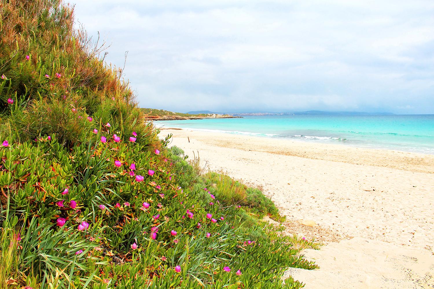 Det är olagligt att sno sand på Sardinien - sandtjuvar bötfälls. Här är Le Bombarde-stranden nära Alghero på Sardinien.