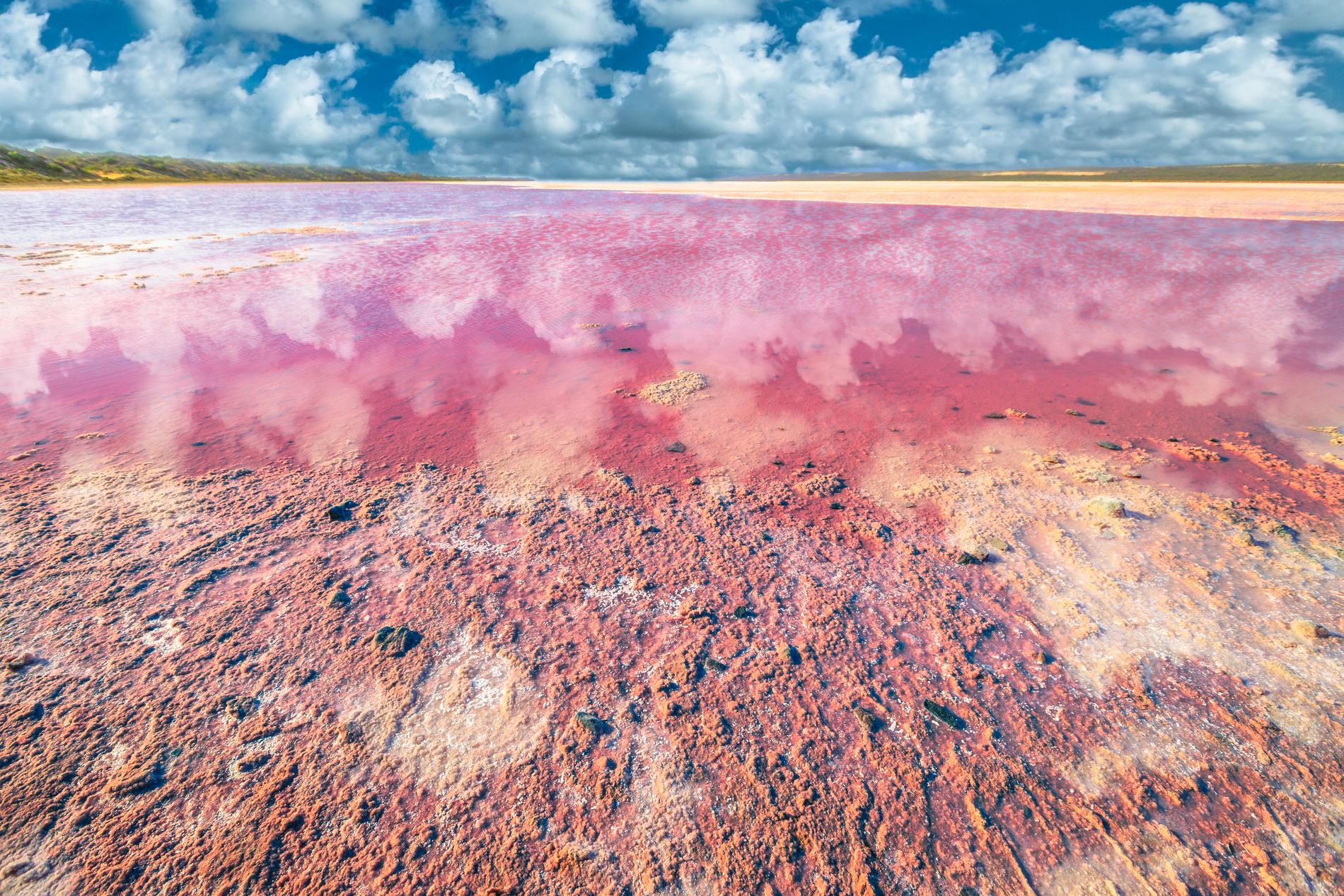 Hutt lagoon är en av flera rosa sjöar i Australien. 