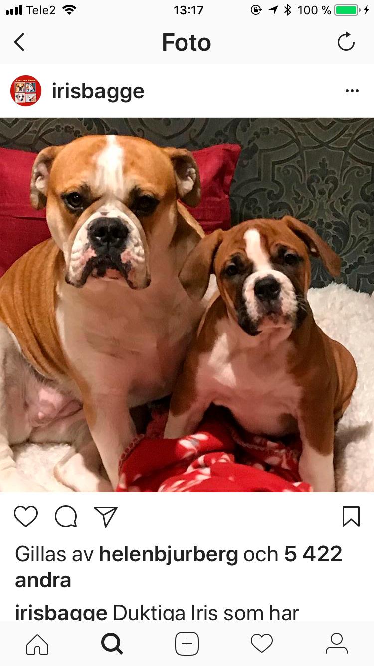 Iris och Selma. Iris har naturligtvis ett eget instagram-konto, @irisbagge, där vi får följa livet som hund hos familjen Bagge. 