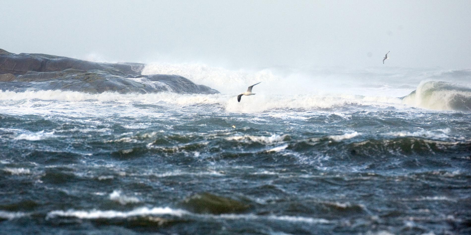 Långsnöret lever i kalla hav, i Sverige hittas den på Västkusten. Arkivbild.