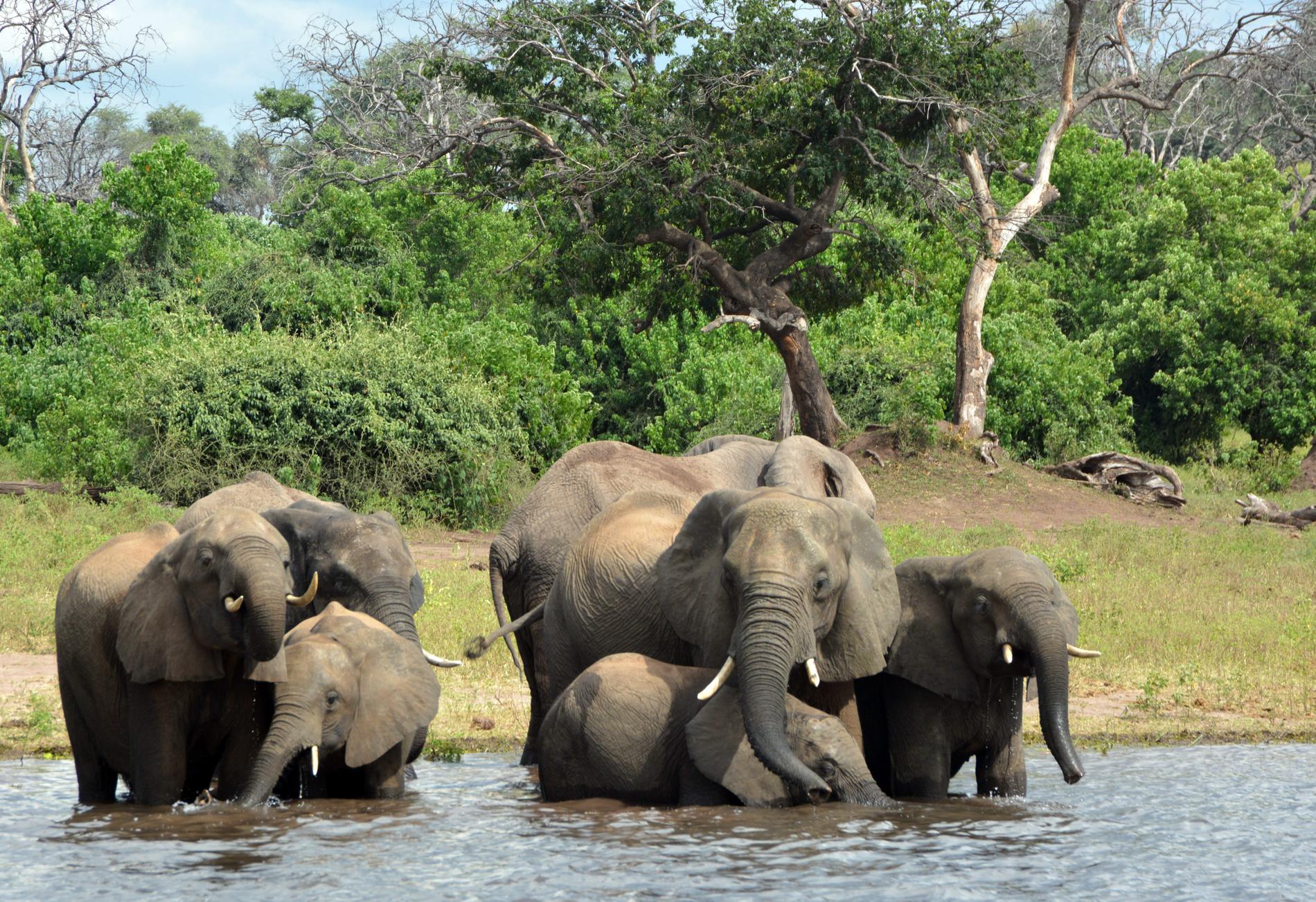 Det är cyanobakterier som är orsaken till att fler än 300 elefanter dött i Botswana, enligt landets viltvårdmyndigheter. På bilden elefanter i nationalparken Chobe i Botswana.