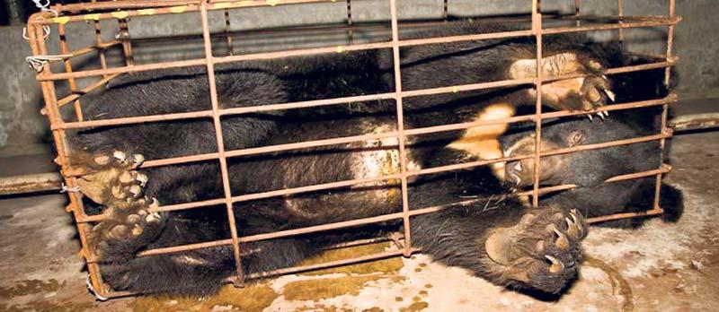 Kragbjörnar avlas i fångenskap och tappas på galla genom en kateter.