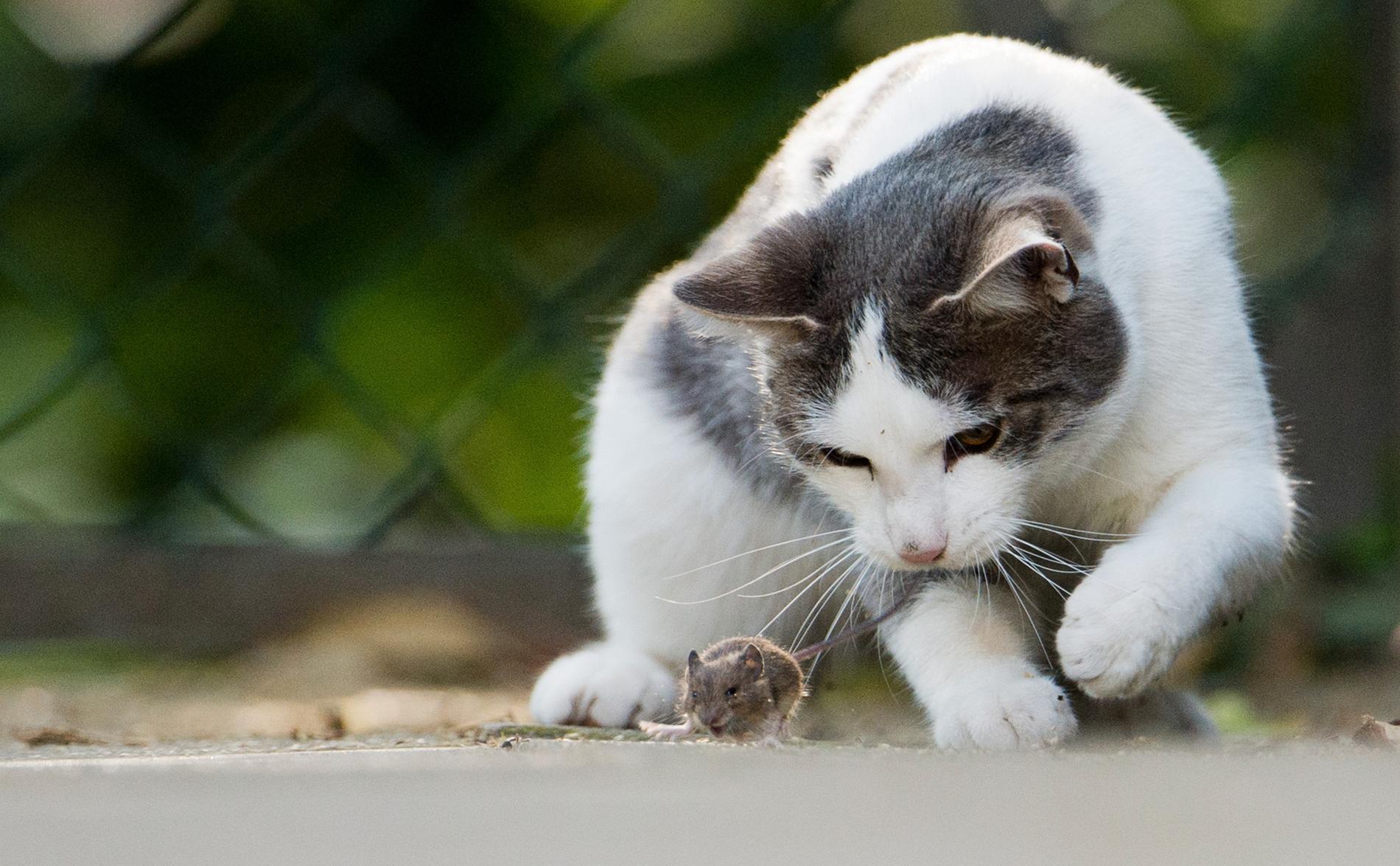 Flera katter har dött efter att ha ätit förgiftade möss. Arkivbild.