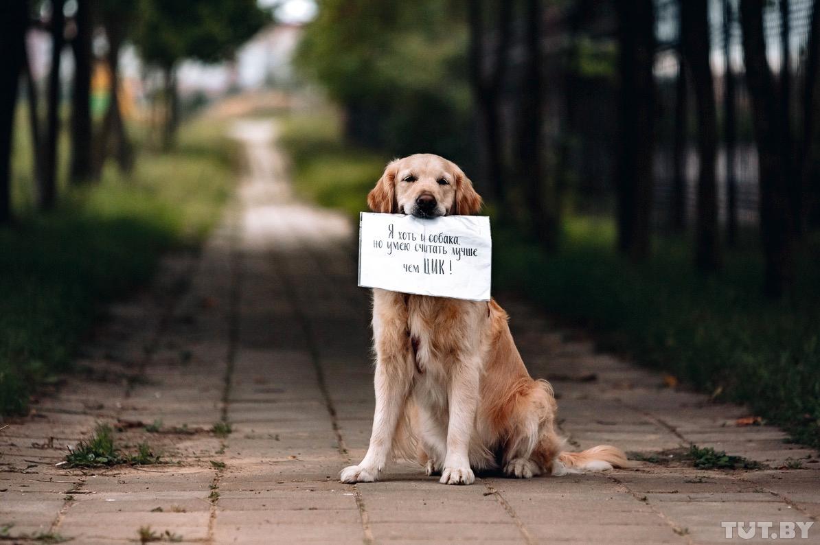 ”Även om jag bara är en hund kan jag räkna bättre än valkommissionen”. Så står det i budskapet som Mika bär vid demonstrationerna i  Vitebsk.