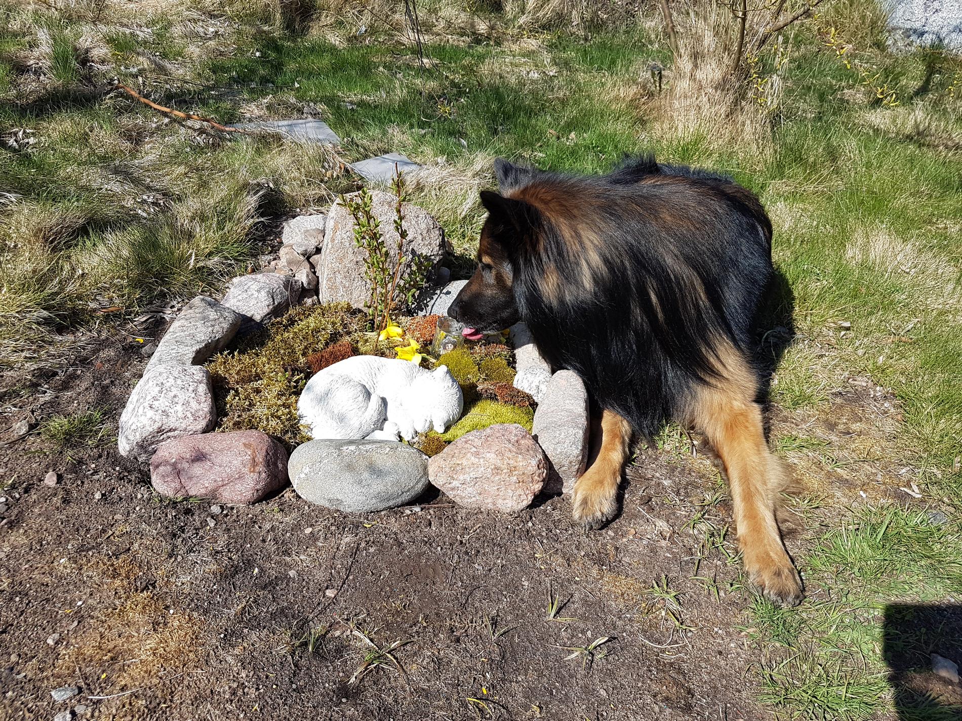 Hunden Cino bredvid Kiras grav.