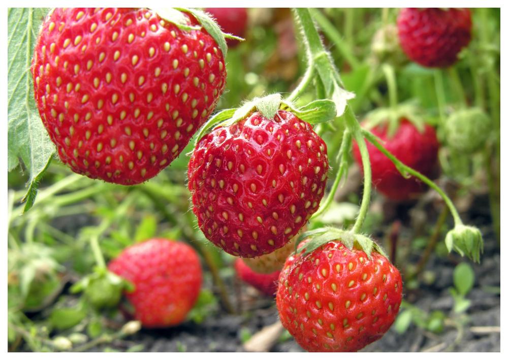 Söta jordgubbar – skydda dem mot rådjur och fåglar.