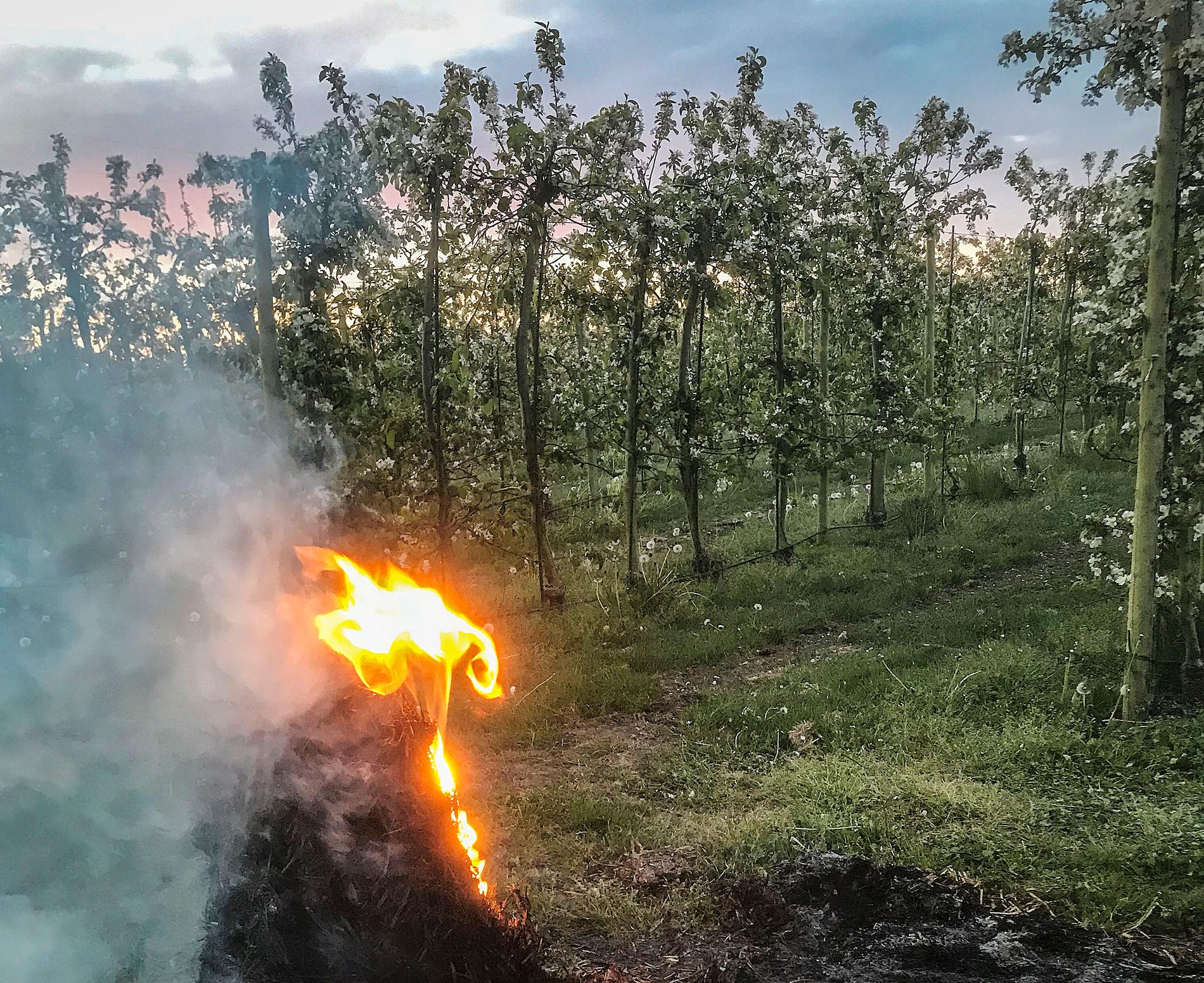 Halmbalar eldas på Solnäs gård i Fjelie utanför Lund för att skydda äppleodlingen från frost. Foto: Kiviks Musteri / TT