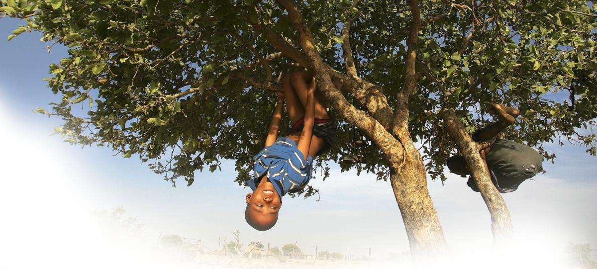 Två pojkar som tillhör Sanfolket leker i ett träd i Kalahariöknen i Botswana. Sanfolket är det genetiskt äldsta folkslaget på jorden och har bevarat drag av vår ursprungliga samlar- och jägartillvaro.