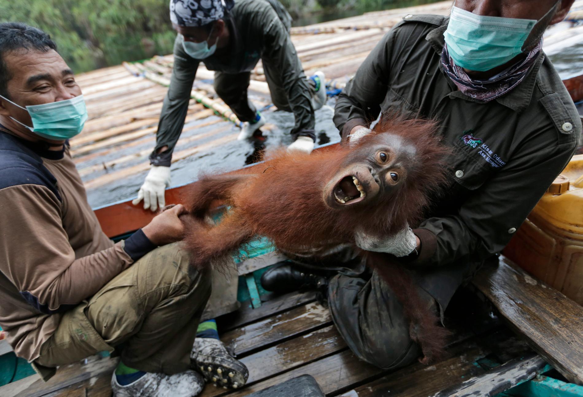 En orangutangunge som räddats tillsammans med sin mamma i Kalimantan efter en stor skogsbrand 2015. Arkivbild.