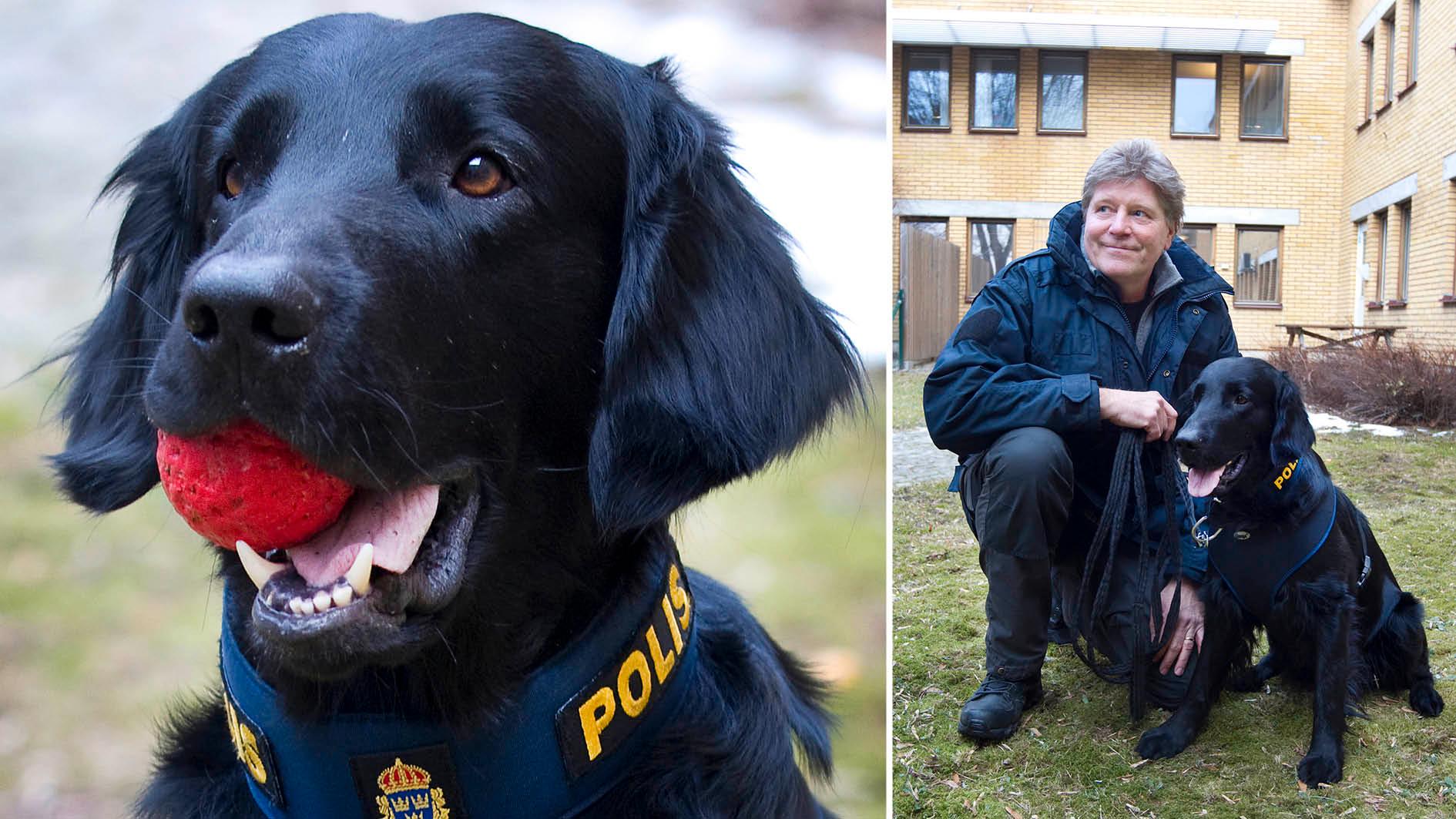 Hunden Brasse har just certifierats som spermahund. Här tillsammans med sin älsklingsboll och sin hundförare Jan-Olov Bäckman.