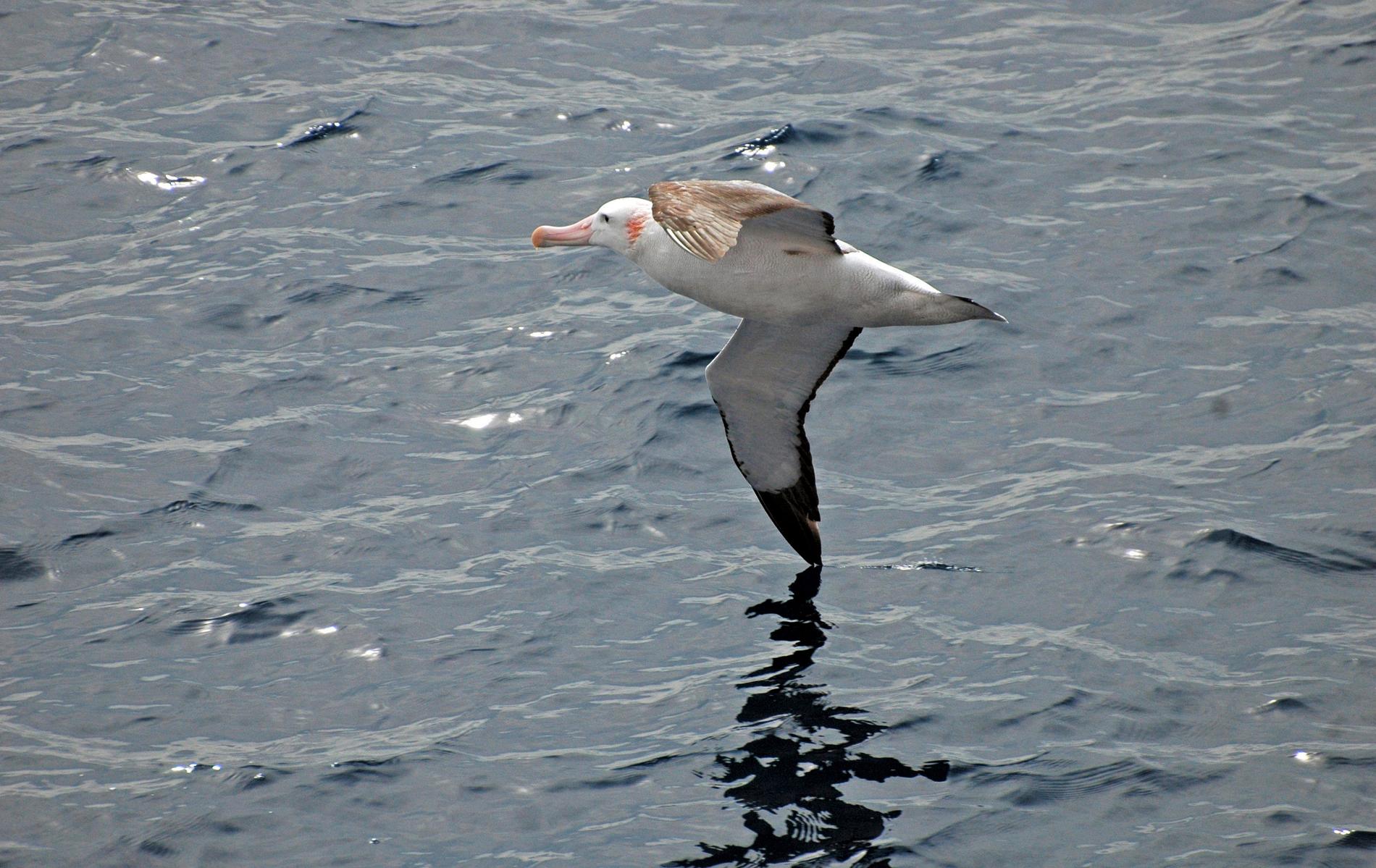 Albatrosser tillhör de sjöfåglar som gärna följer fartygen i Antarktis. Arkivbild