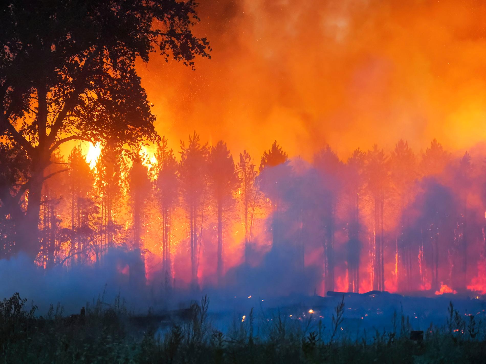 Femtio hektar skog brann nära ungerska Soltszentimre innan räddningstjänsten fick den under kontroll.