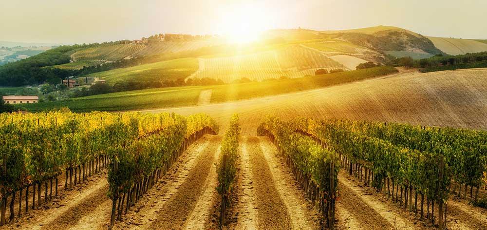 Varmare dagar och nätter kombinerat med mer extrema väderomslag har tvingat många vinproducenter att lägga om sin produktion i Napa Valley.