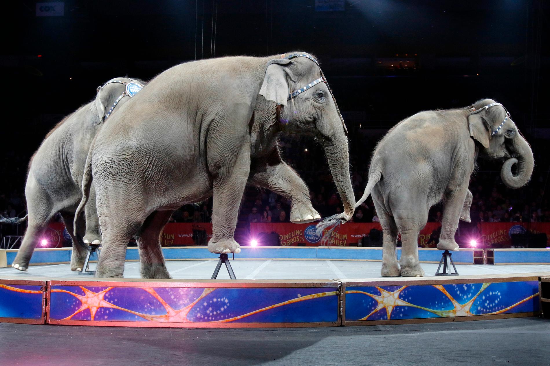 Elefanter på cirkus blir historia om regeringen går vidare med ett förbud mot elefanter och sjölejon på cirkus när den nya djurskyddslagen nu har antagits av riksdagen. Arkivbild.