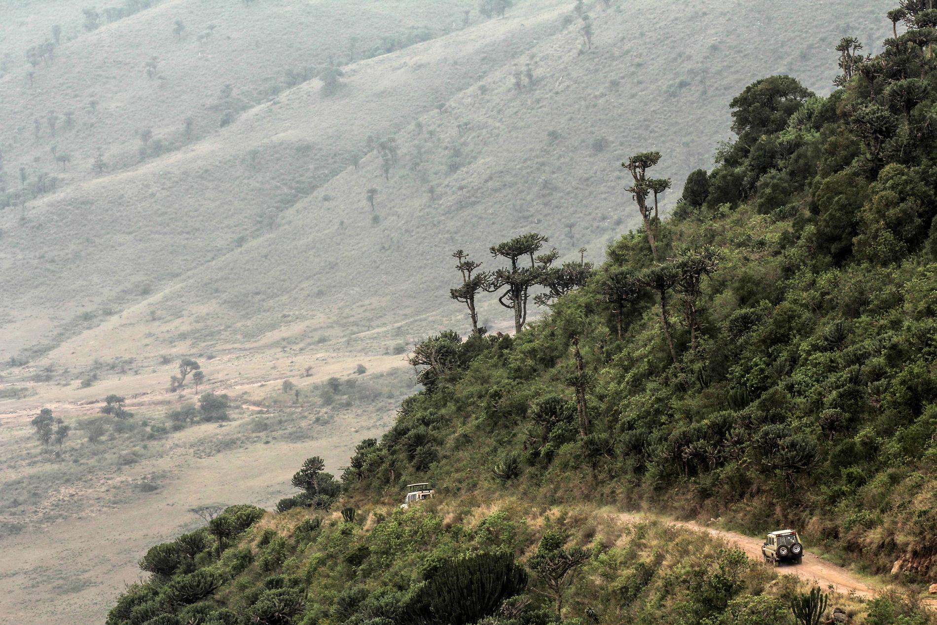Ngorongorokraten i Tanzania.