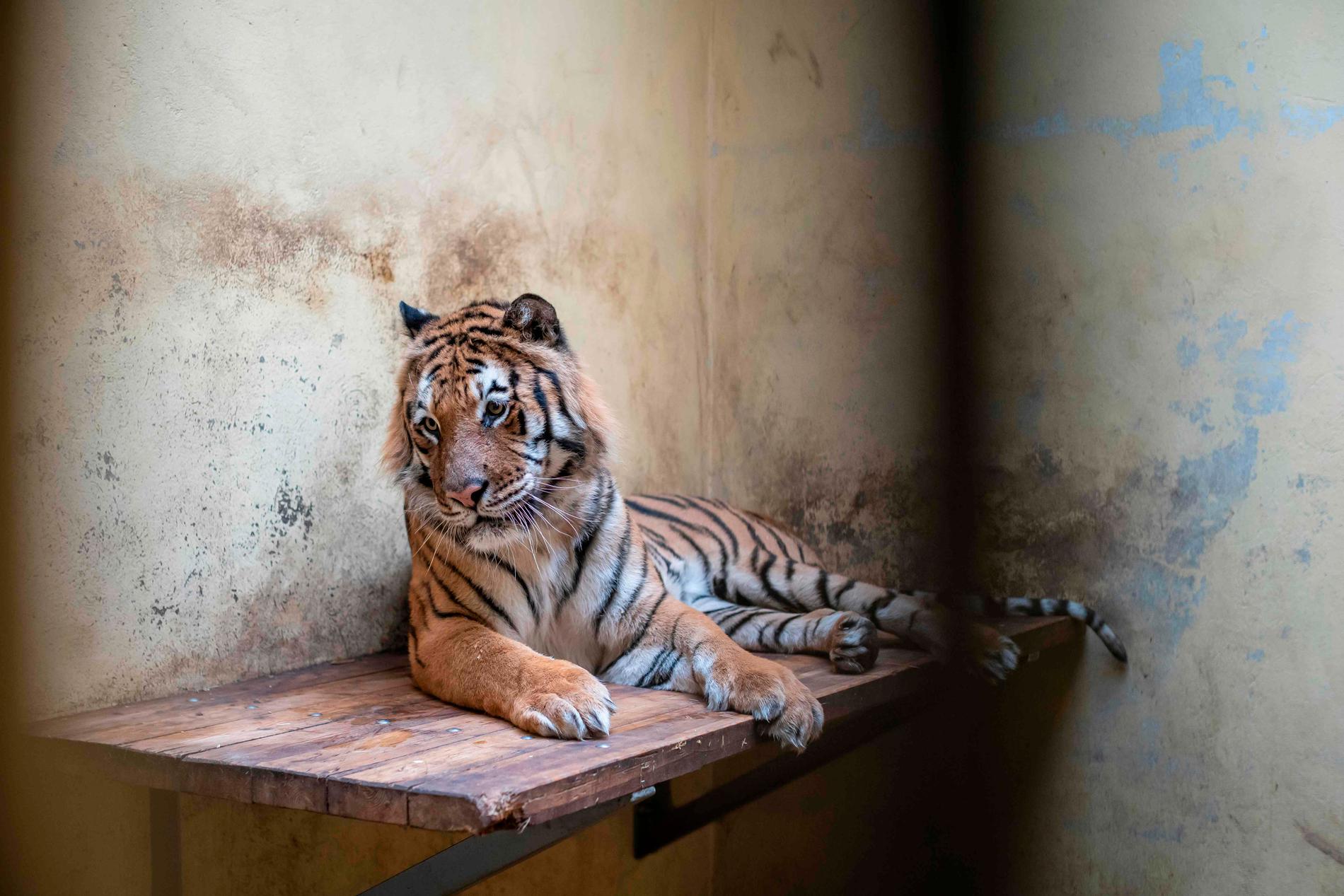 En av de tigrar som hittades i en lastbil vid gränsen mellan Polen och Vitryssland. Tigrarna befinner sig nu i en djurpark där de håller på att återhämta sig.