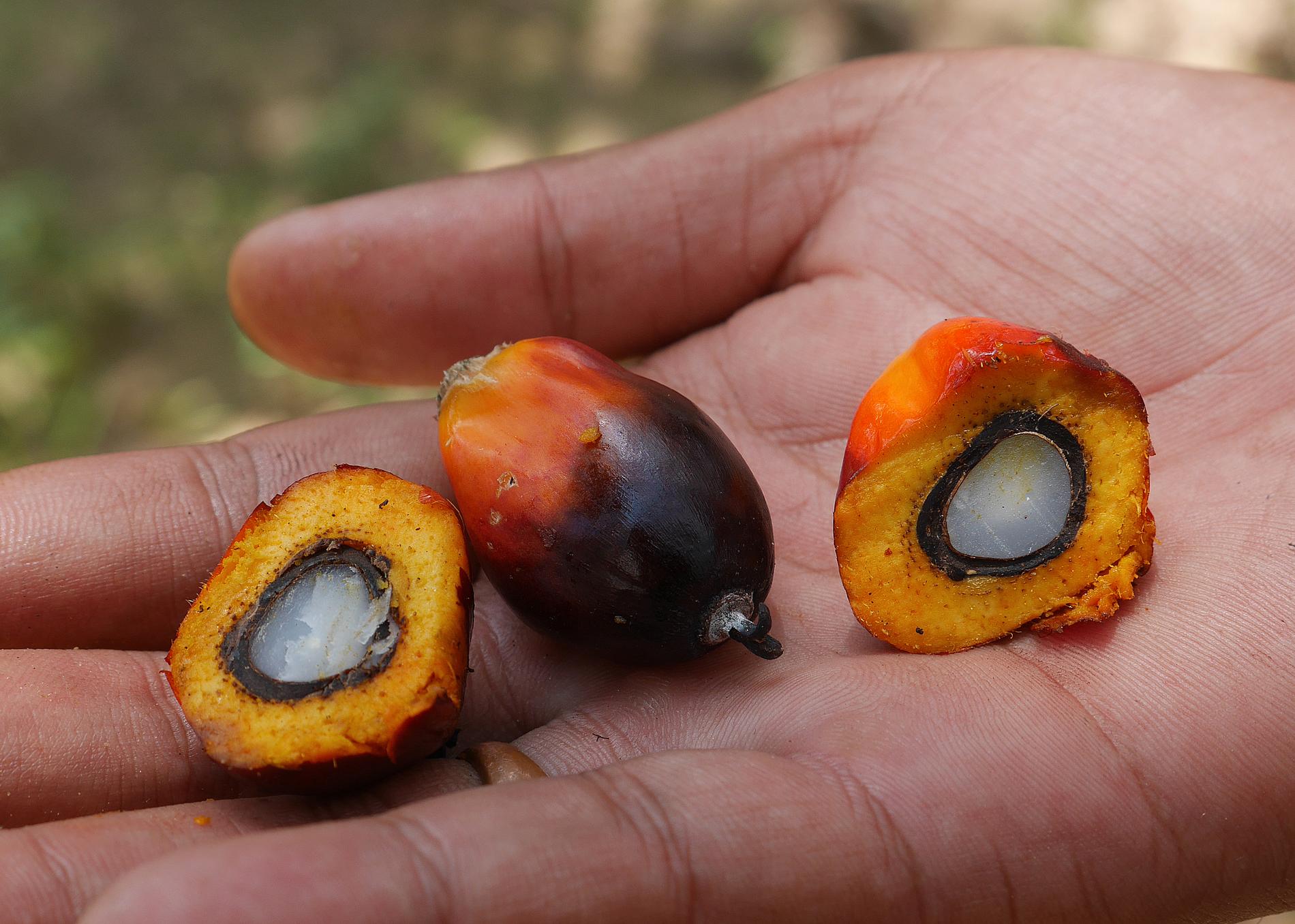 Oljepalmens frukter. Av dessa görs den åtråvärda palmoljan.