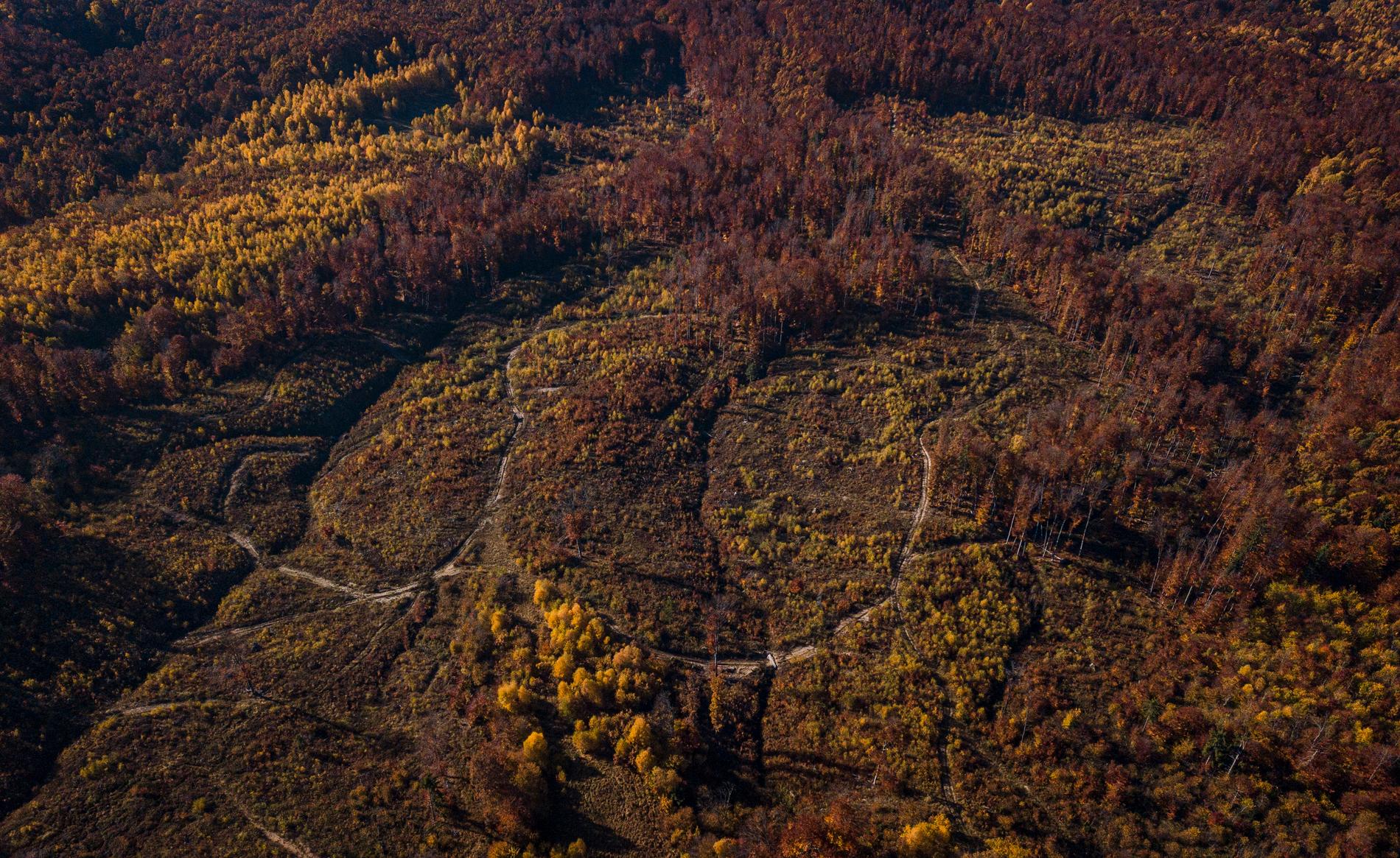 Urskogarna i bergen i västra Ukraina.