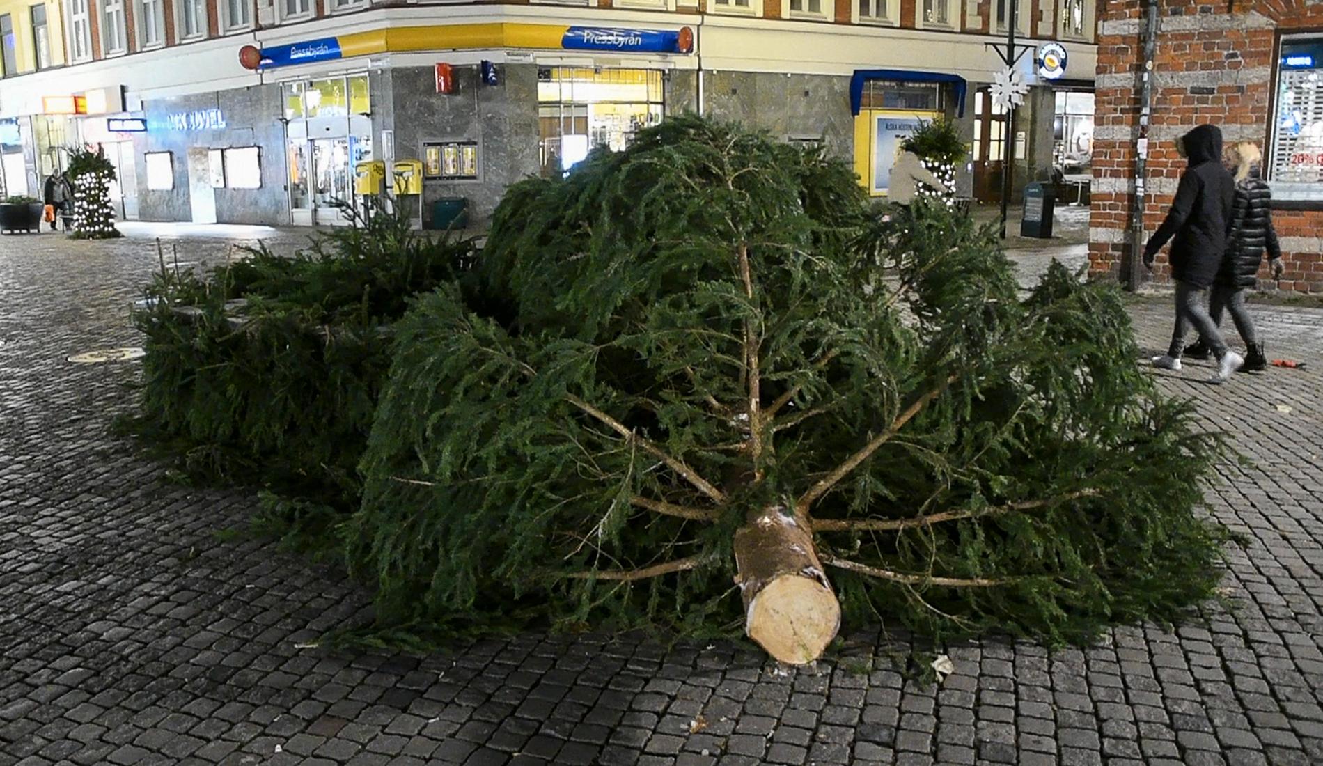 Slutet för den stora granen på Södergatan i höjd med Skomakaregatan inför julen 2016. 