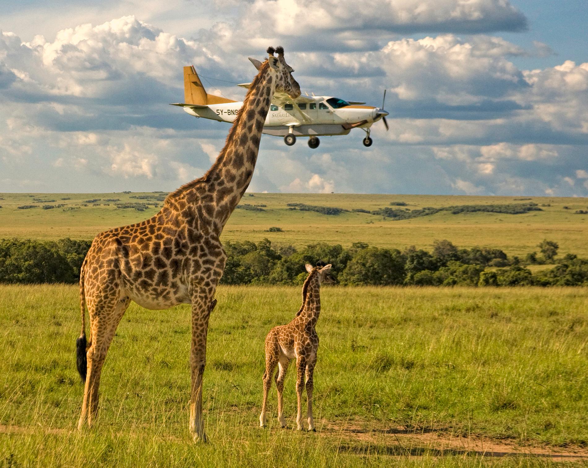 HALSBRYTANDE En giraff extrajobbar som flygledare i Masal Mara, Kenya. Graeme Guy tog bilden.