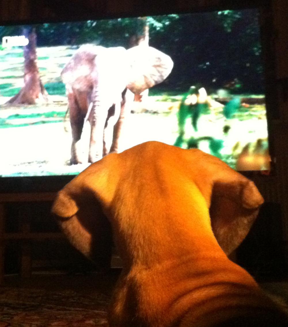 Jussi tittar på elefanter