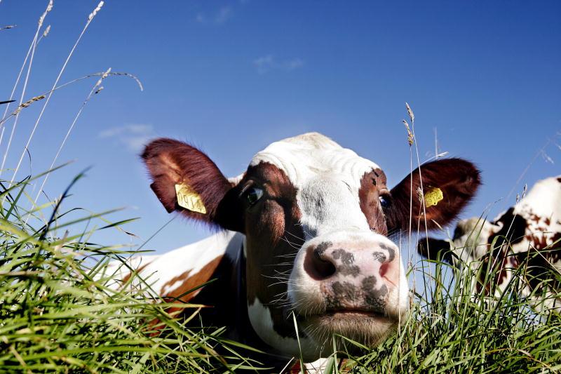 Vi behöver ett hållbart jordbruk som inte är inriktat på subventioner till djurindustrin, skriver debattörerna.