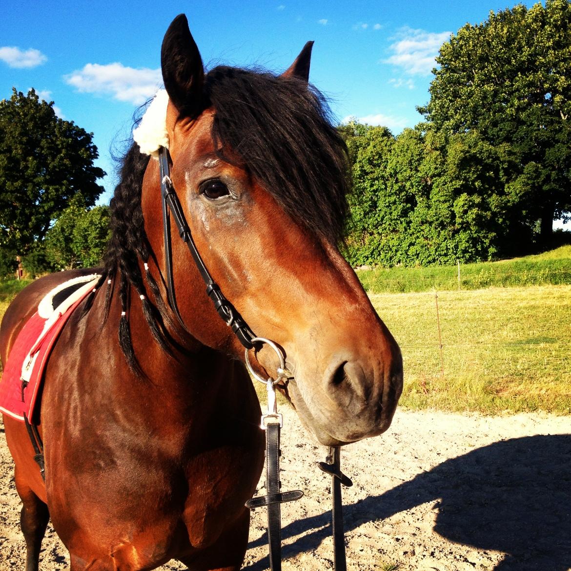 Min fina häst Ikaros i sommarvärmen.
