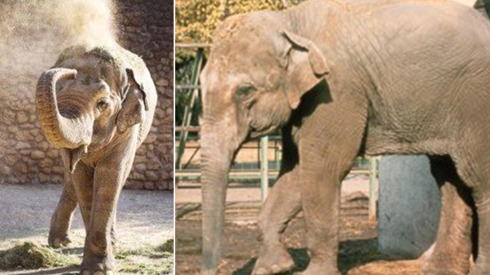 Nu har Flavia dött – efter 43 års ensamhet på zoo. 