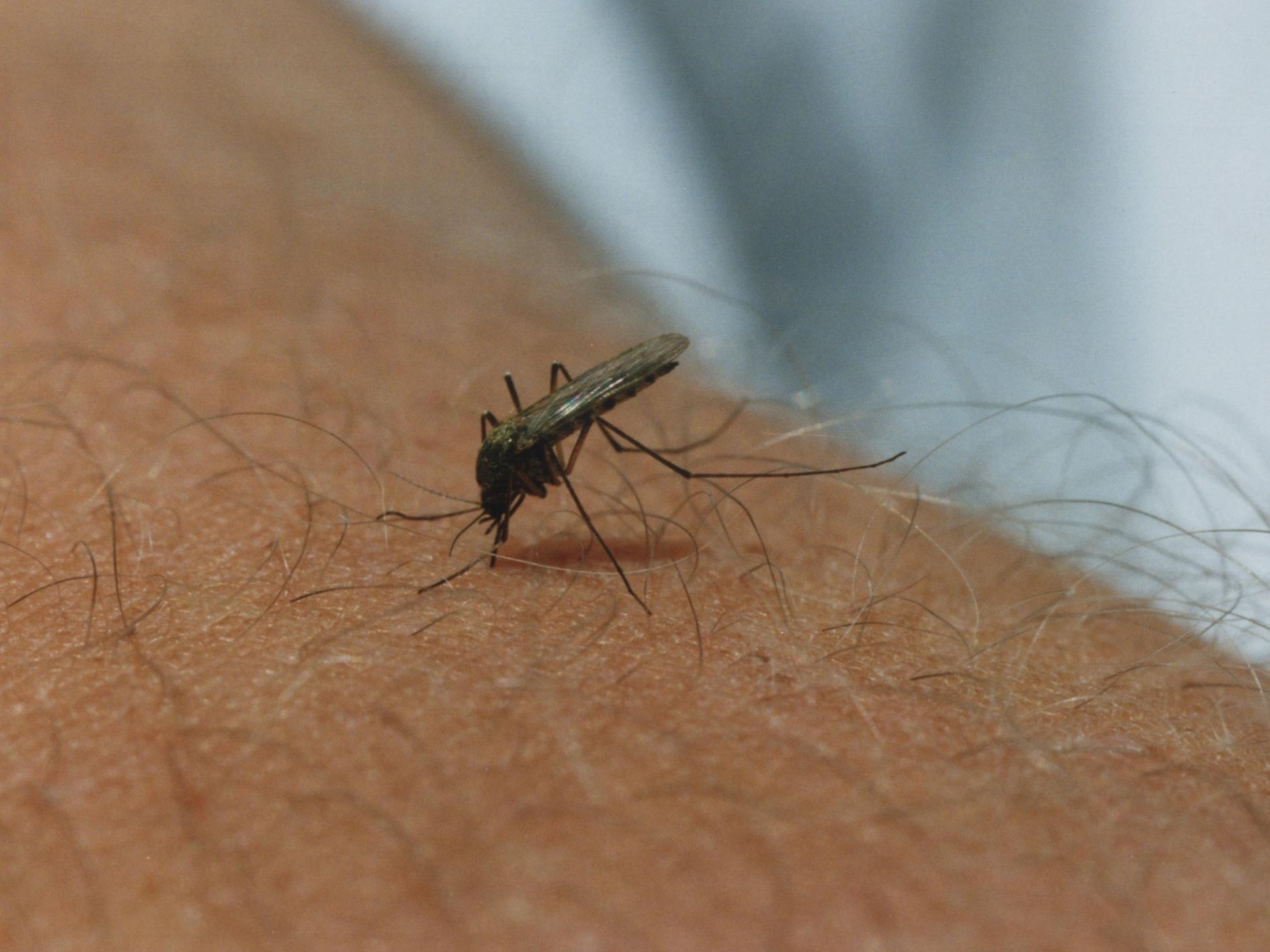 Samma typ av myggor som ställt till problem i nedre Dalälven finns nu även på Gotland. Arkivbild.