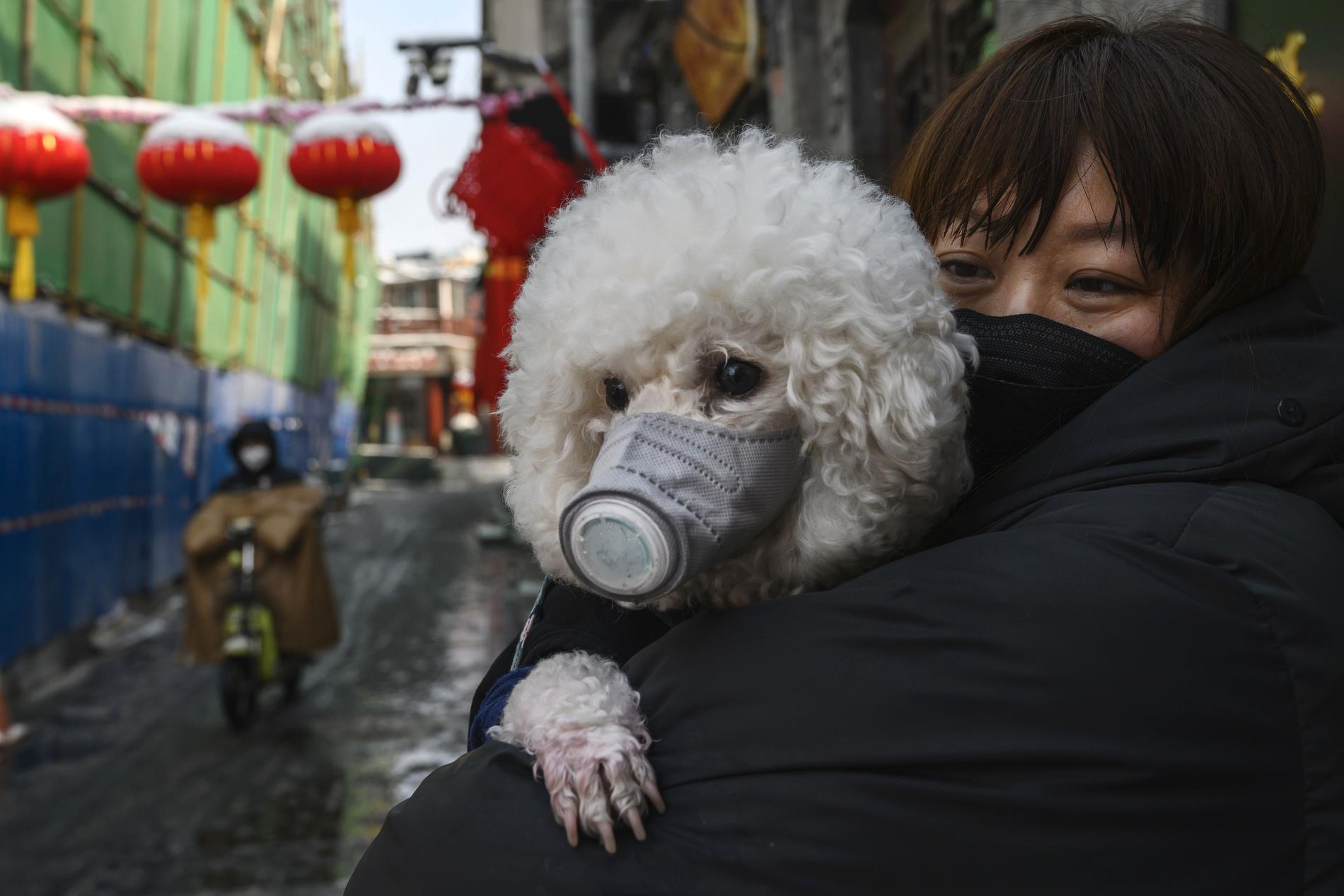 En kvinna i Bejing håller sin hund som har en ansiktsmask.