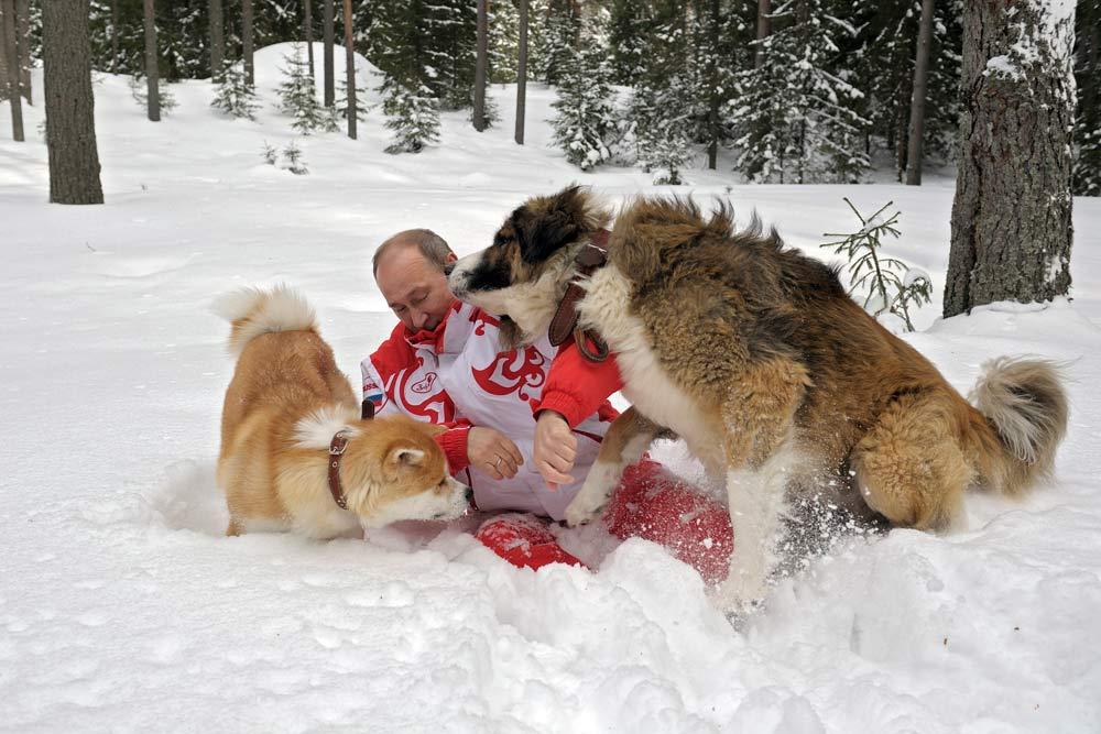 Under en promenad med hundarna hamnade president Putin i snön, där han passade på att busa med hundarna.