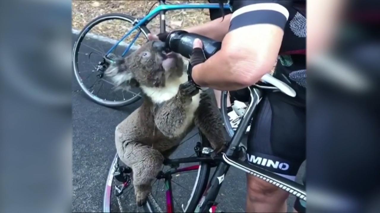 Koalan klättrade upp på cykeln.
