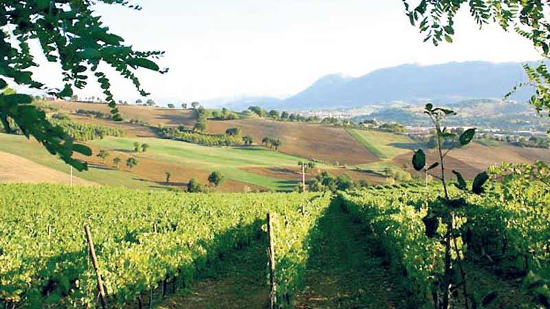 Den vackra regionen Marche kallas av många för ”det nya Toscana”.