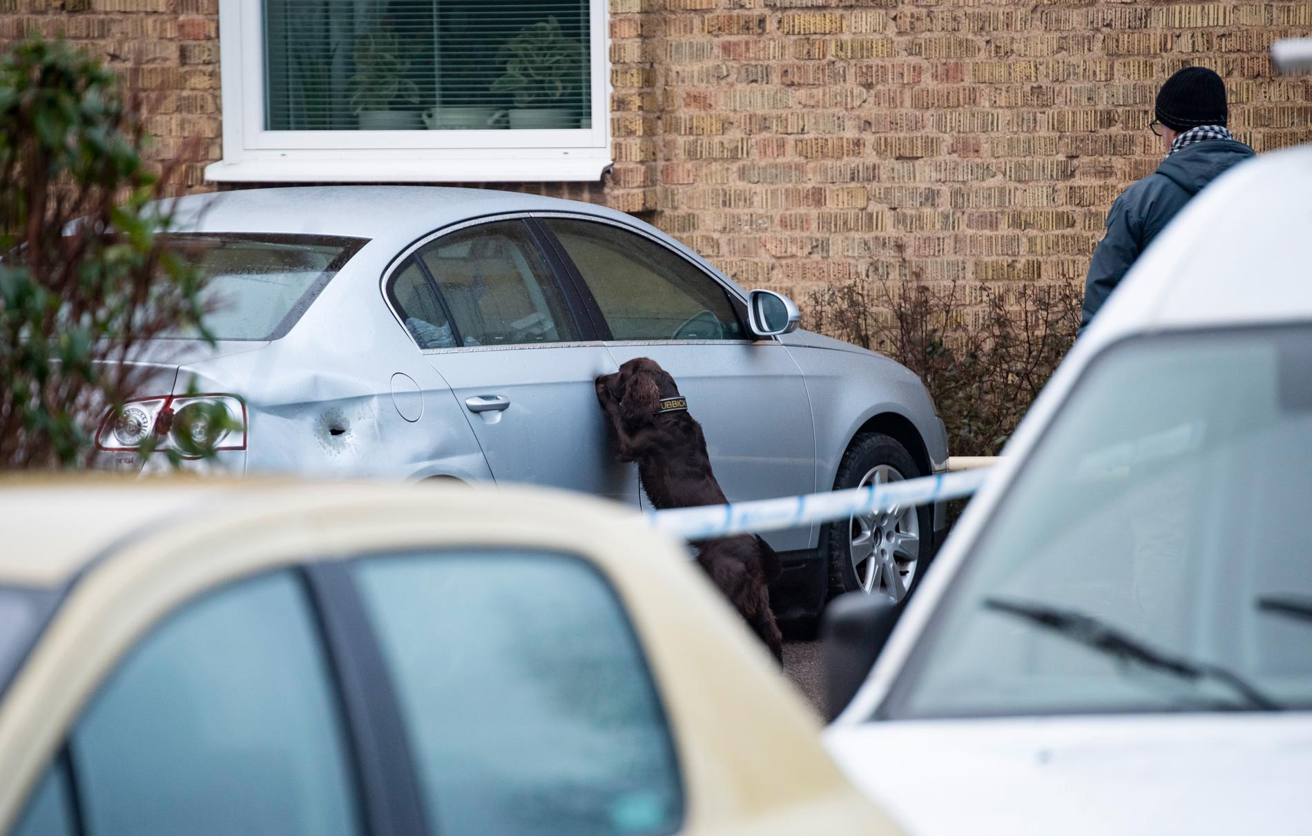 Polisens vapenhund undersöker ett misstänkt skotthål en parkerad bil i centrala Landskrona.