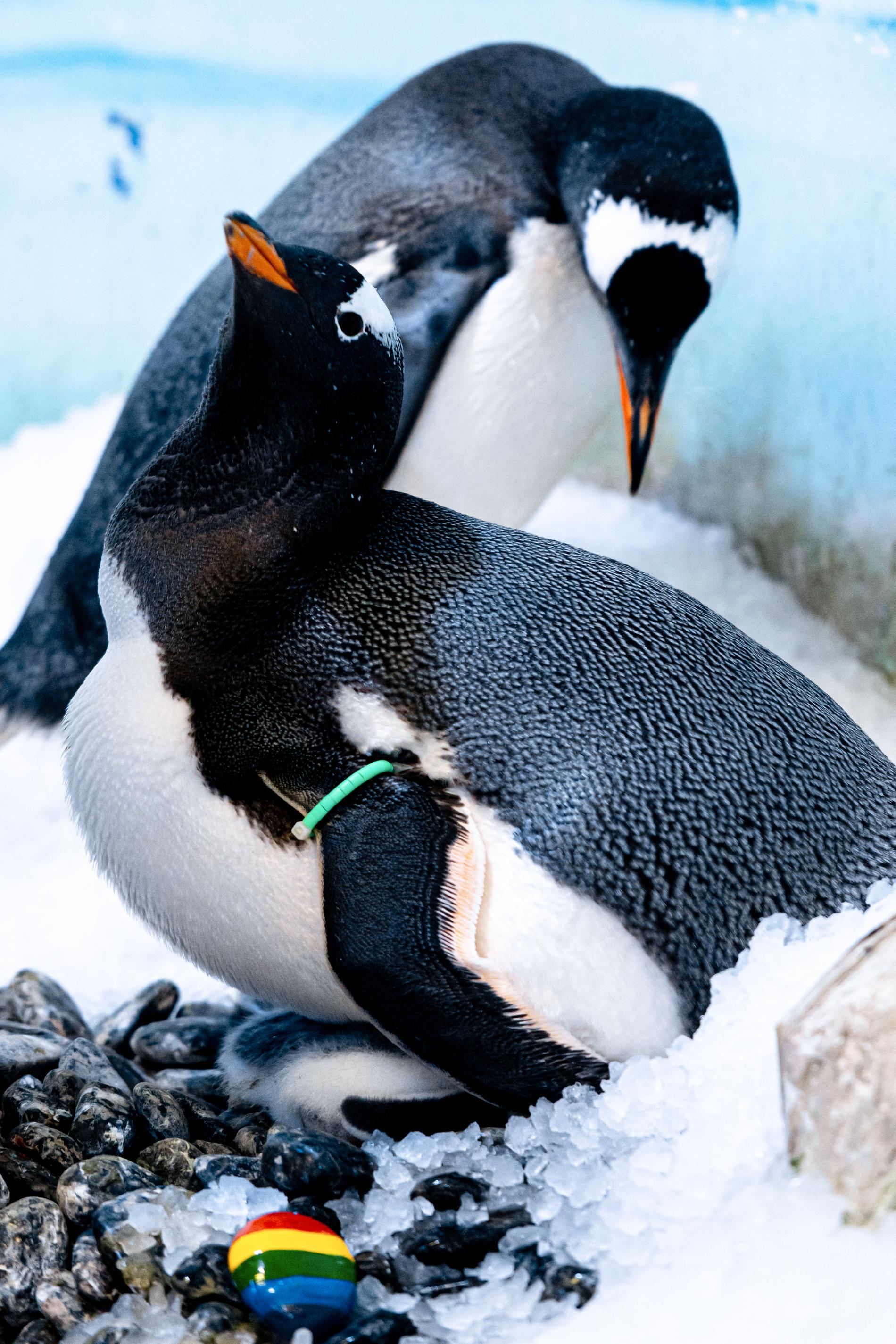 Pingvinparet Marama och Rocky.
