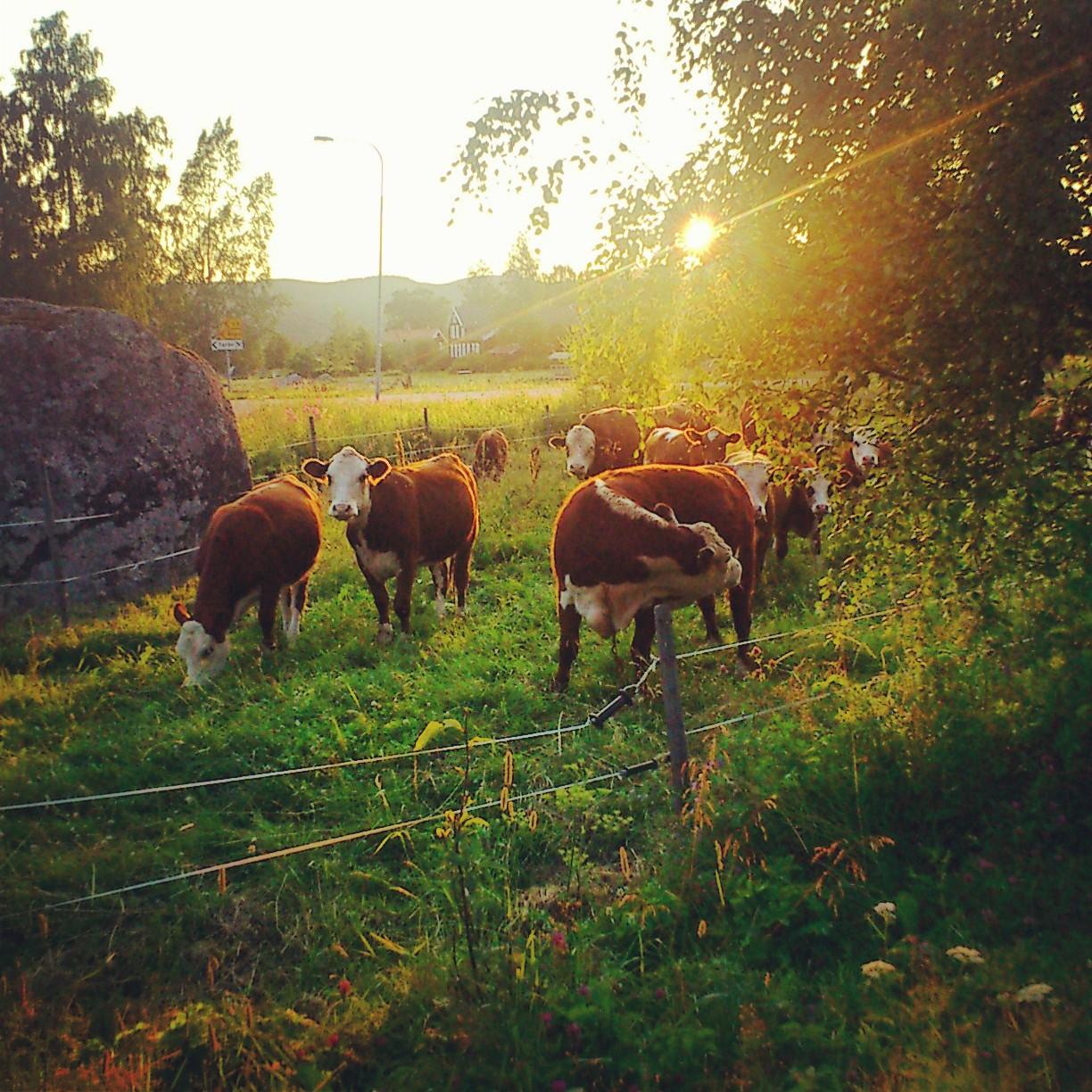 Kossor hör sommaren till. Bilden är tagen i Föränge, Järvsö, Hälsingland.