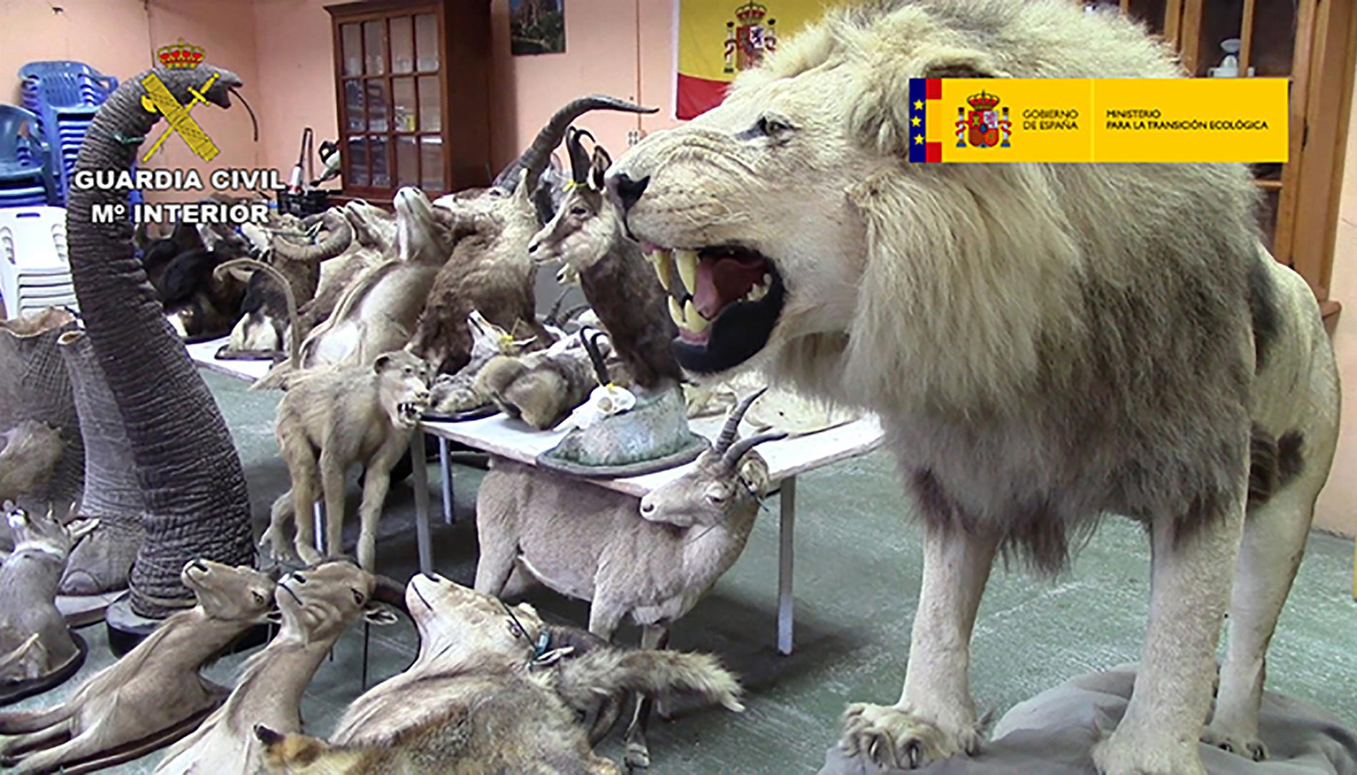 Spansk polis har avslöjat en liga som handlar med utrotningshotade uppstoppade djur på nätet.